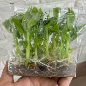 Bao đựng mô cây giống