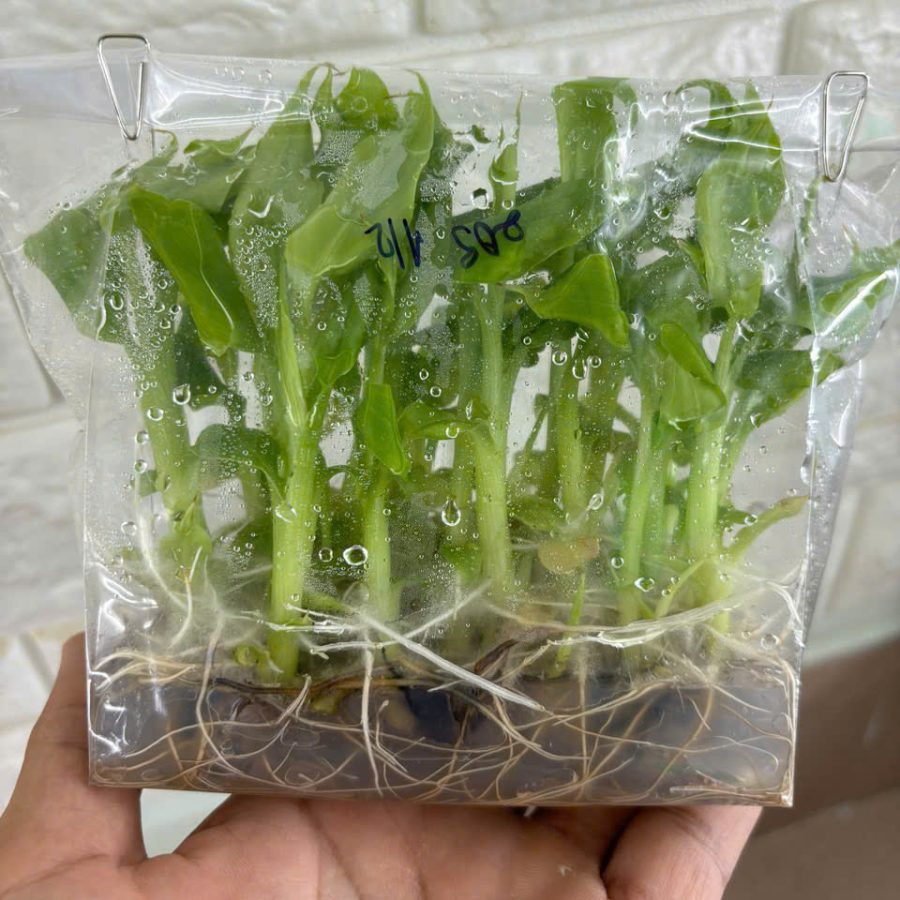 Bao đựng mô cây giống